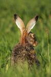 Europese haas (Lepus europaeus), Arkemheen